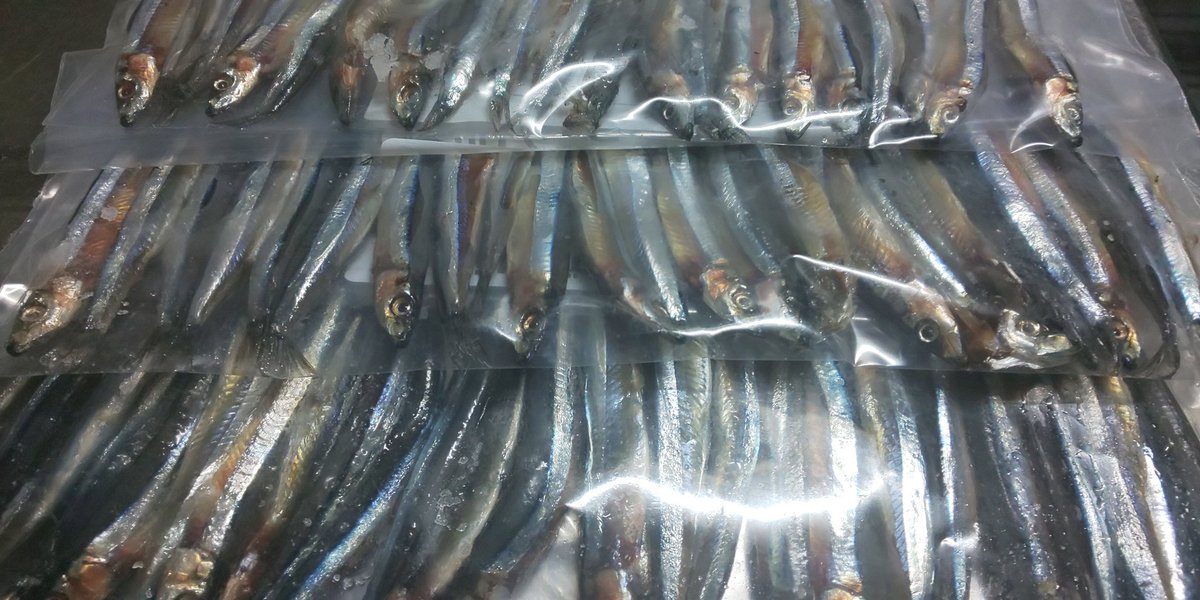 ううばんぎゃあ Sur Twitter キビナゴ お江戸生まれの私は 九州へ来てから出会った魚 塩漬けにして冷蔵庫でひと晩置き 程良く水気が抜けた これを小分けして冷凍保存 スーパーで1パック100円が2割引 2 160円 安いもんです 実は釣り餌にする為に購入 何 ううばんぎゃあ Sur Twitter キビナゴ お江戸生まれの私は 九州へ来てから出会った魚 塩漬けにして冷蔵庫でひと晩置き 程良く水気が抜けた これを小分けして冷凍保存 スーパーで1パック100円が2割引 2 160円 安いもんです 実は釣り餌にする為に購入 何