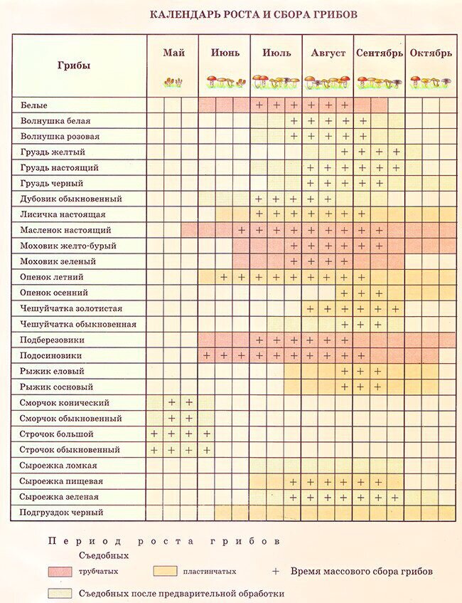 Грибы с какого возраста можно давать детям. Таблица сбора грибов в Подмосковье. Календарь сбора грибов в Подмосковье 2021. Календарь сбора грибов в Подмосковье. Таблица сбора грибов по месяцам.