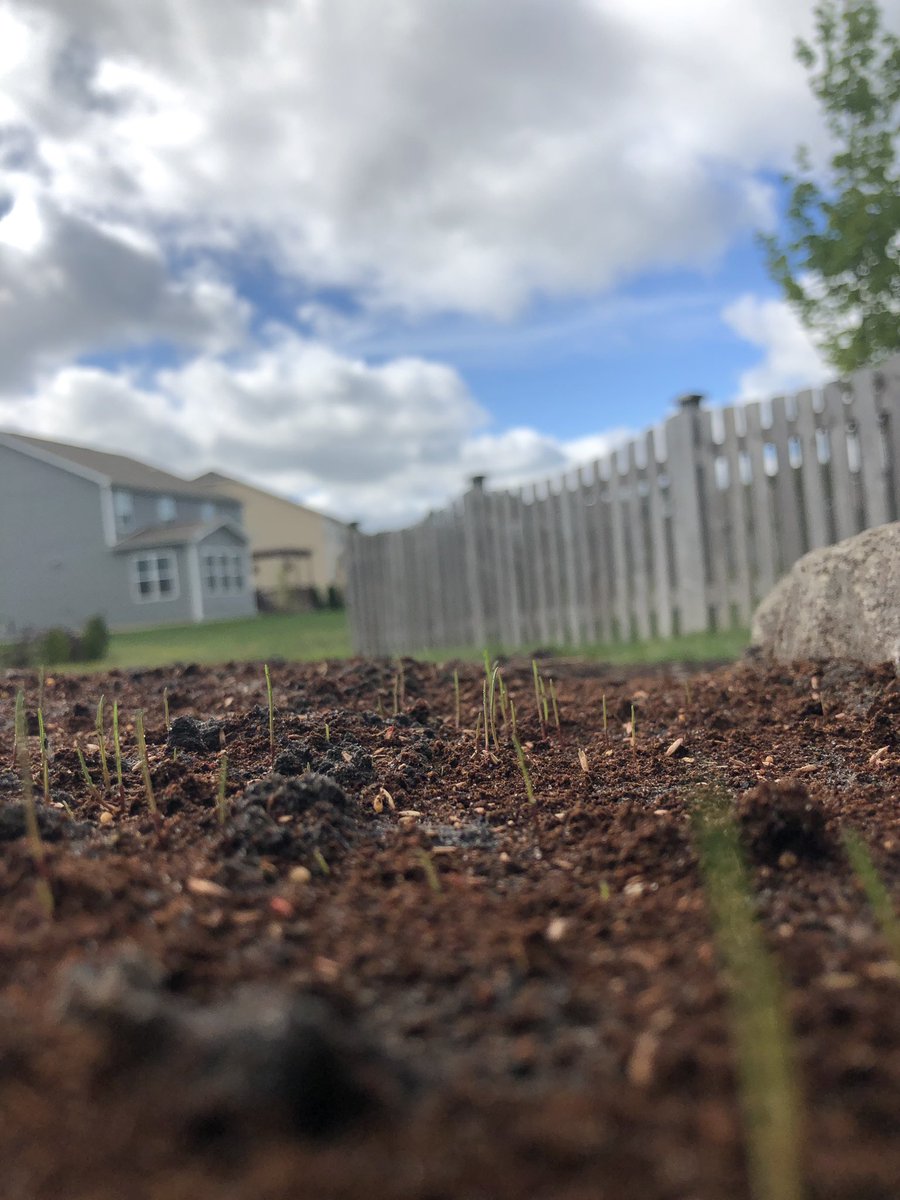1st seeding experience has us obsessed with our backyard. 5 days in- we have growth! 
Hey @Infinicut how are we looking? LOL
#indiana #firsttimehomeowner