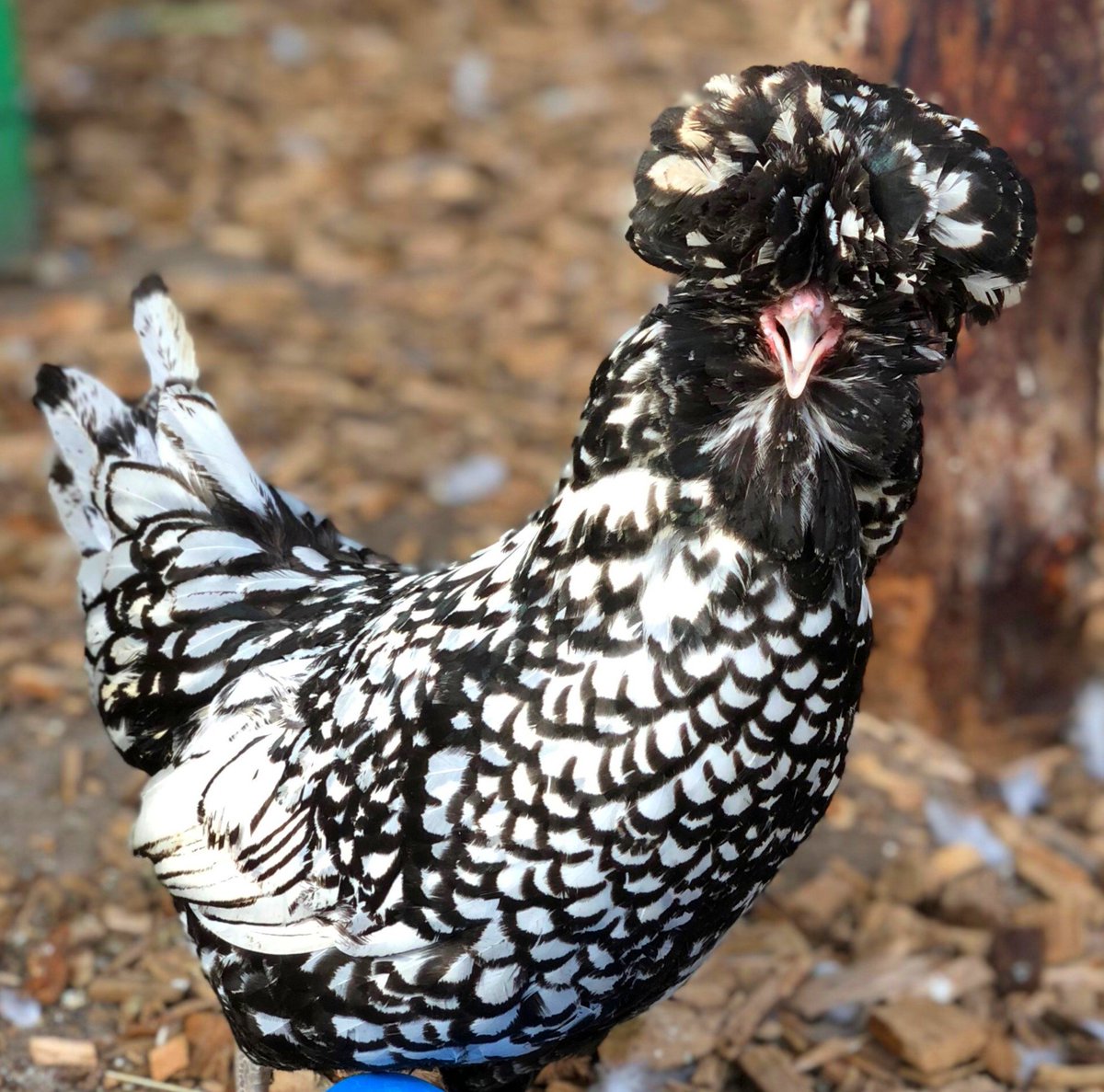 BockettsFarm's tweet photo. Elvis has entered the farm! 😂 🐔

#polishchicken #silverlacedpolish #polishhen #freerangepoultry  #instachicken #farms #ilovechickens #happyhens #polishchicken #chickenmodel #hensofinstagram #henstagram  #chooks #freerange #featheredfriends #funkyfeathers https://t.co/m9OuC45dW2