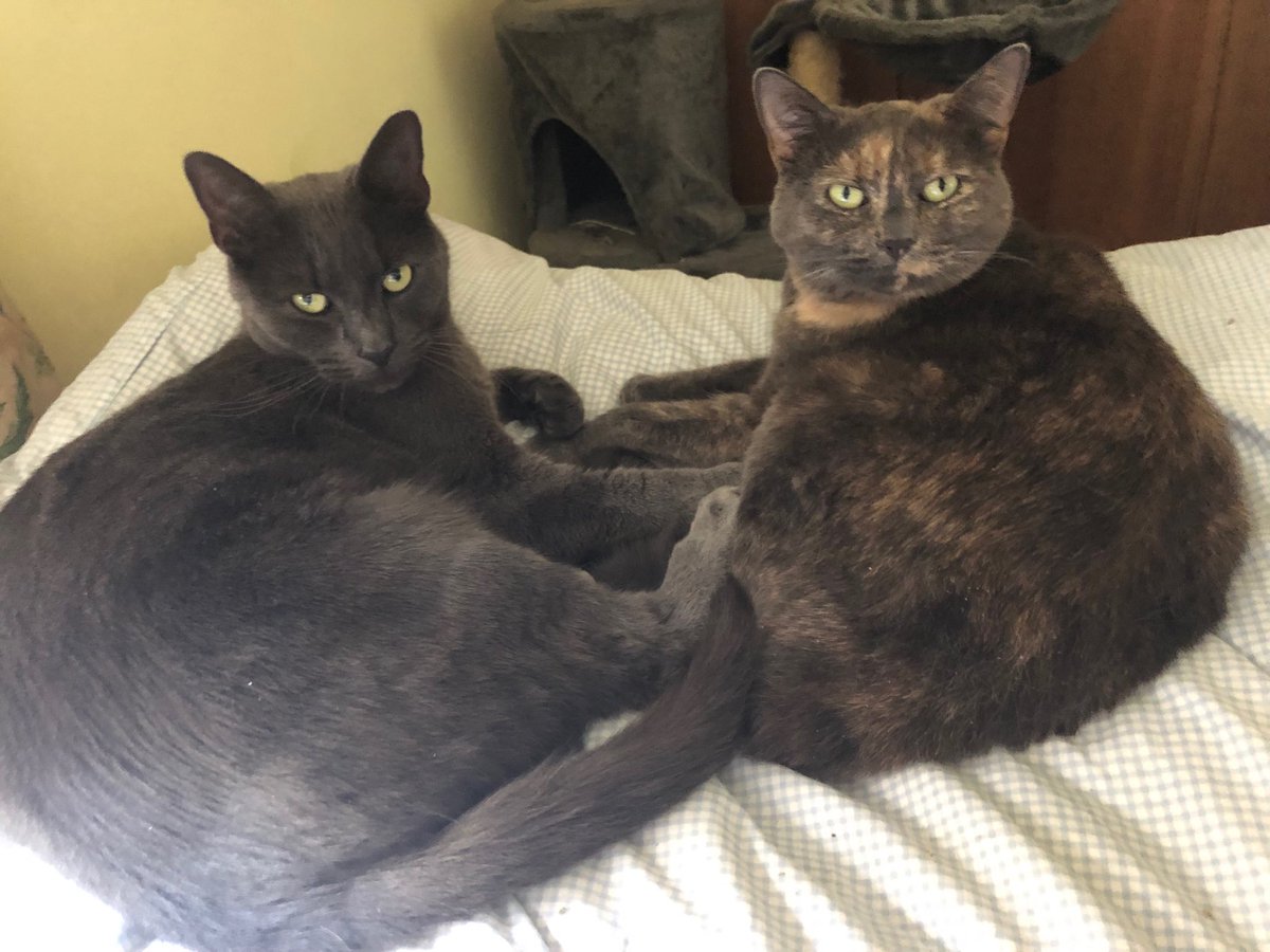 MillichickM15's tweet photo. Chilling on a Saturday Afternoon #caturday #Greycats #CatsofTwitter #nearlydinnertime . ๐บ๐บ๐บ๐บ๐บ๐บ๐บ๐บ๐บ๐บ๐บ๐ถ๐บ๐บ https://t.co/e1umUsXNZw