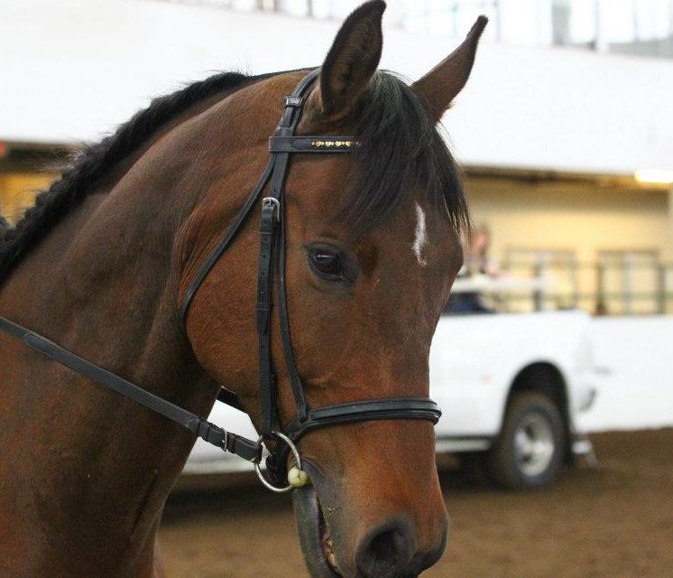 ForwardStride's tweet photo. We are pleased to announce that Dee is your 2019 Horse of the Year! Thank you to everyone that voted in our Horse of the Year Race. We are still accepting donations to the event through September 30, so if you would like to donate, follow this link: https://t.co/La3fN2RdxU https://t.co/KiMitLBHcR