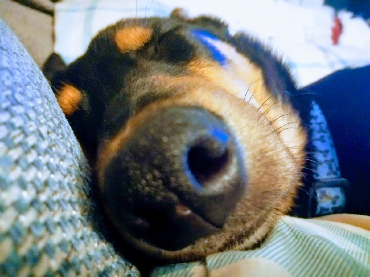 OutpawsW's tweet photo. Wilbur nose it's been a pawsome day #WilburofWendover #Cutedogs #dogsoftwitter #Wendover #chesham https://t.co/rKZhP17ldW