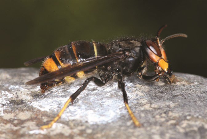 Breaking news: An Asian Hornet nest has been located and destroyed in the Tamworth area of Staffordshire after a hornet was spotted by a member of the public earlier this week. Defra have updated their Asian Hornet page #bees #beekeeping #hornets gov.uk/government/new…