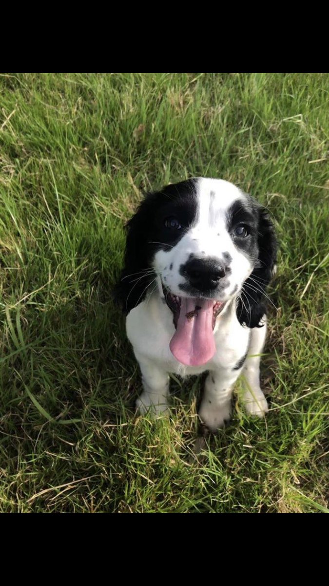 6 stolen puppies on way home 🎉4 month old female sadly still missing #Dawlish #Devon #EX7
🙏 URGENT RTs🙏