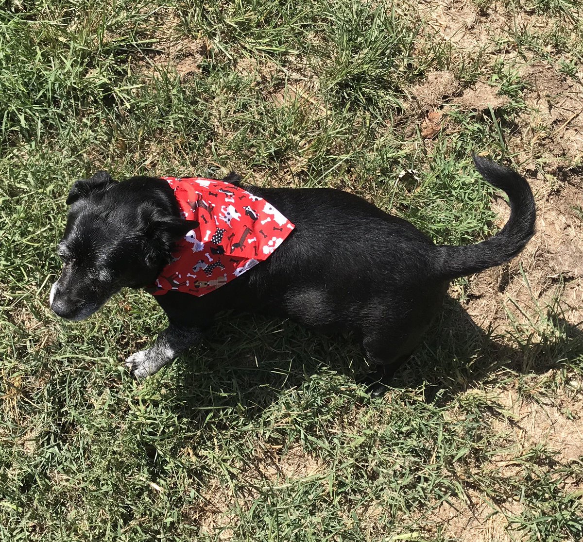 Yellow Dog Antiques Rip Jesse Pug Sausage Bella On Twitter Here I Are Alice I Are Love To Wear Da Bow Tie And Da Bandana I Were Get Dem From Katiebug