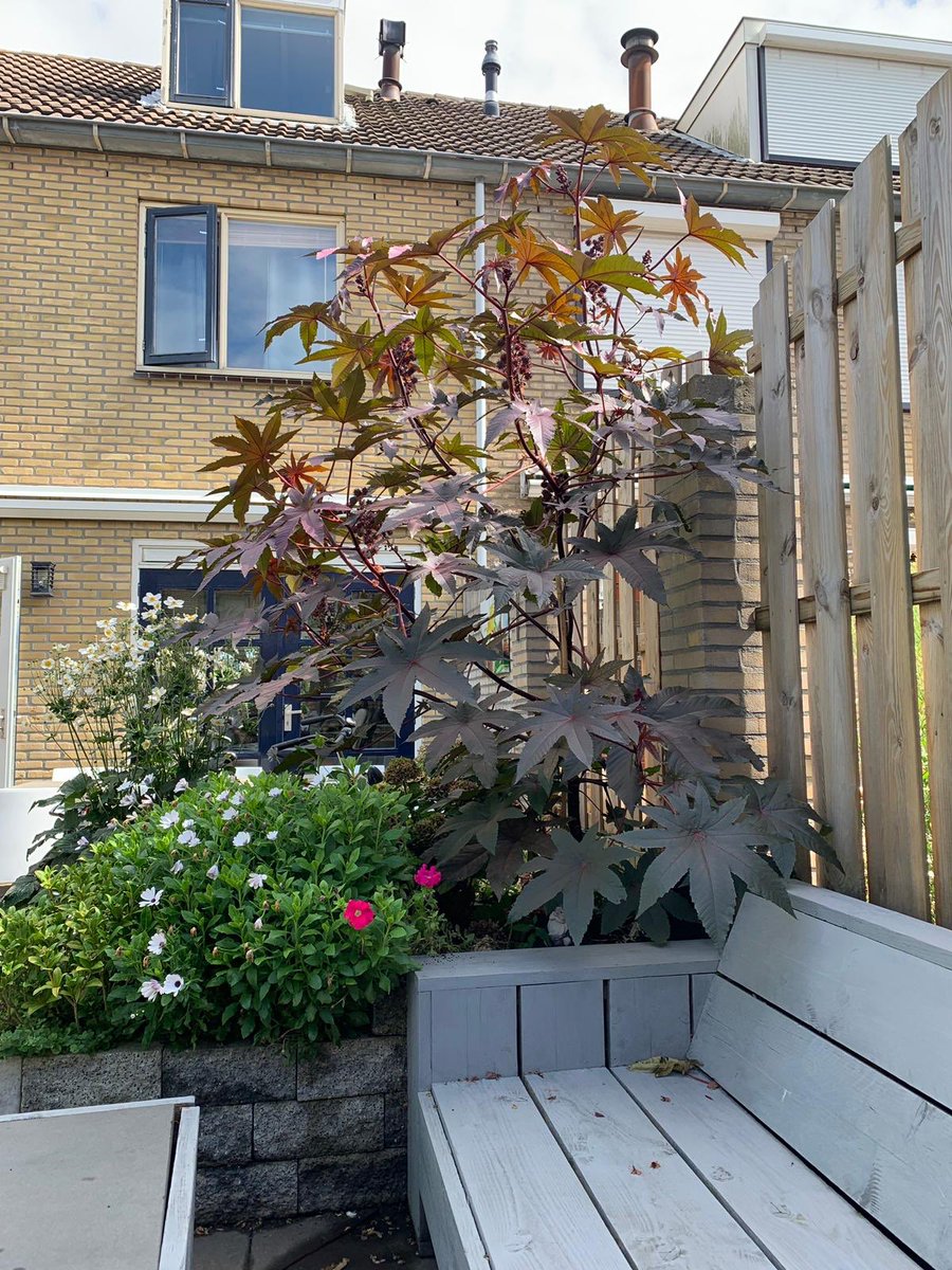 Wat een beauty 😍. Hoe hoog is die van jou??