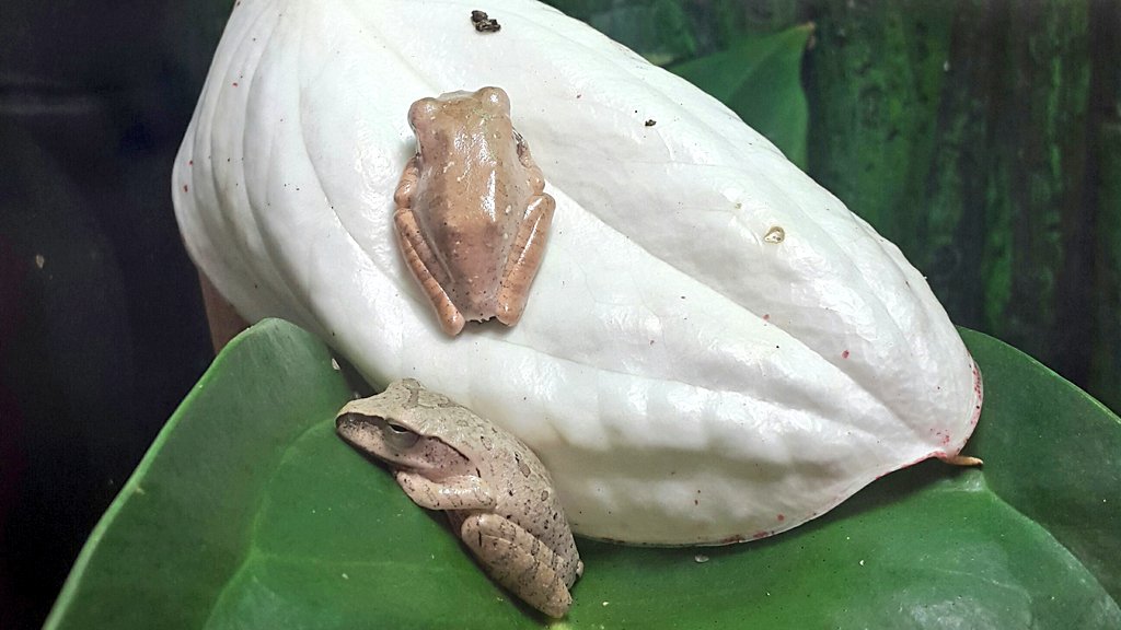 Mother of Frogs tweet media