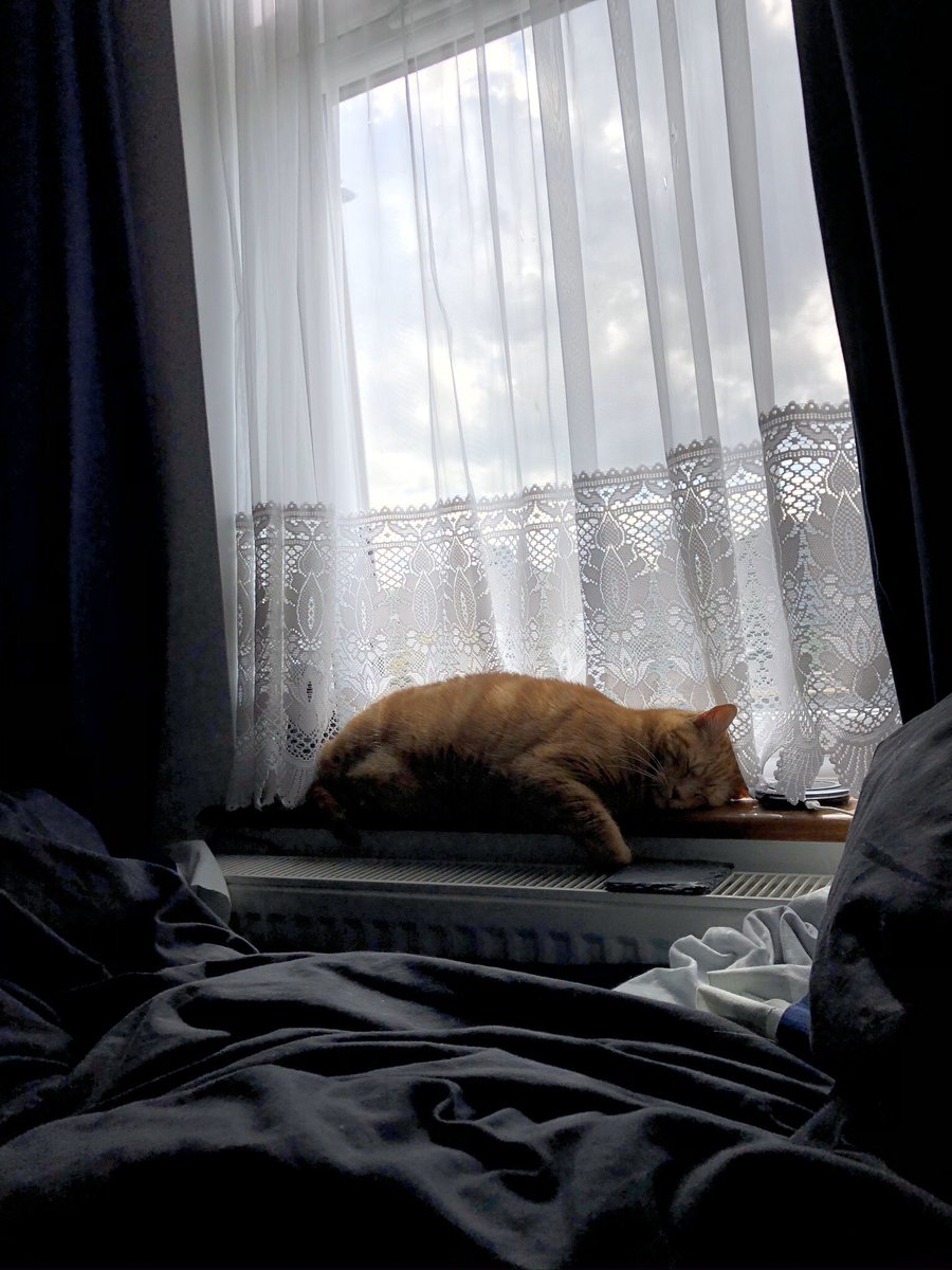 Josh_Constant's tweet photo. my best mate. #Caturday https://t.co/GUIClnWJM1
