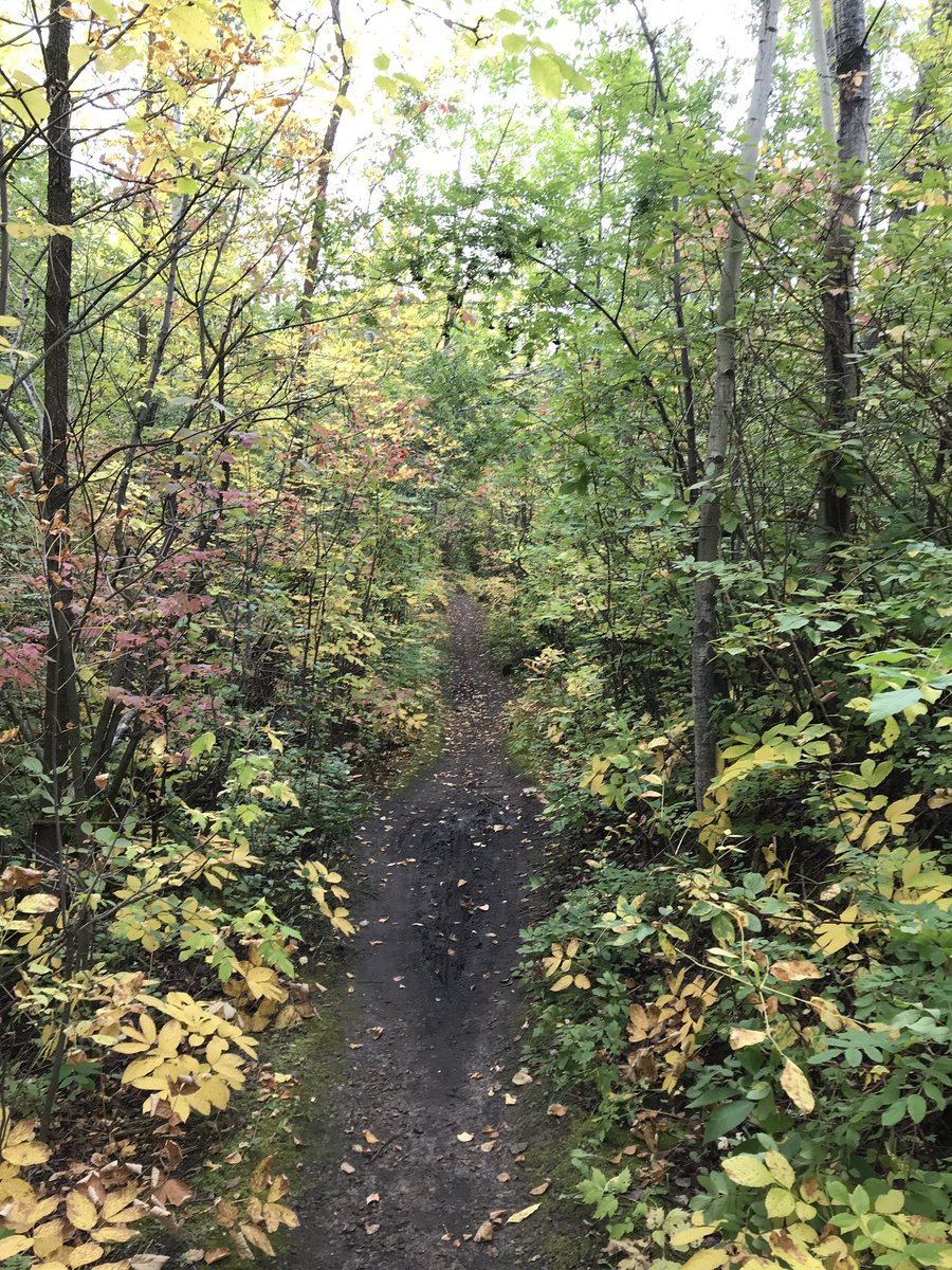 superchickenjon's tweet photo. It’s Falling in Edmonton https://t.co/j9PJqxVc8v