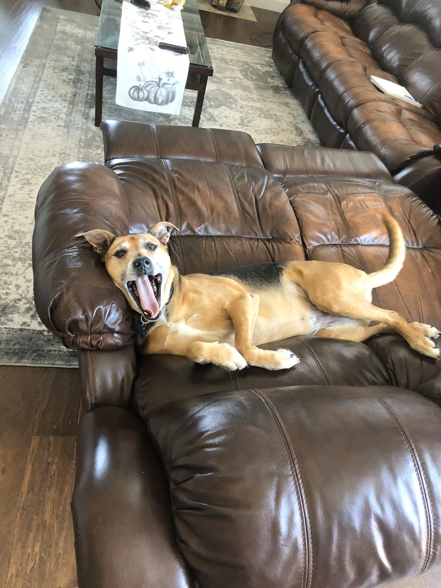 kaileybaier1's tweet image. me: "wanna go for a walk" 
my dog: