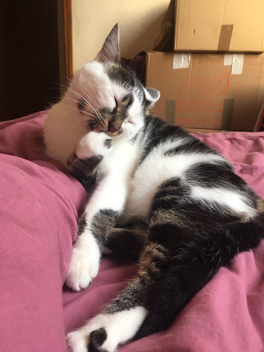 miamologue's tweet photo. Twitter, tu pourrais exaucer un miracle pour moi ?!
Mon chat Nestor, 5,5kg, noir et blanc, peureux et anxieux, s’est enfuit ce matin à Rennes, quartier Thabor-Oberthur, lors d’un déménagement. Si tu le vois, n’hésites pas à me le dire.
#RTplease #Rennes #ChatPerdu https://t.co/QEyl9r1L8P