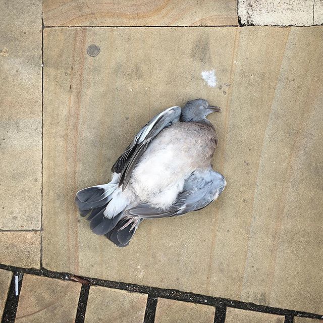 Orrellphoto's tweet photo. Dead bod #deadbod #hull #eastyorkshire #deadbird https://t.co/FOfIFQtDwD https://t.co/pcBmBgyQlu