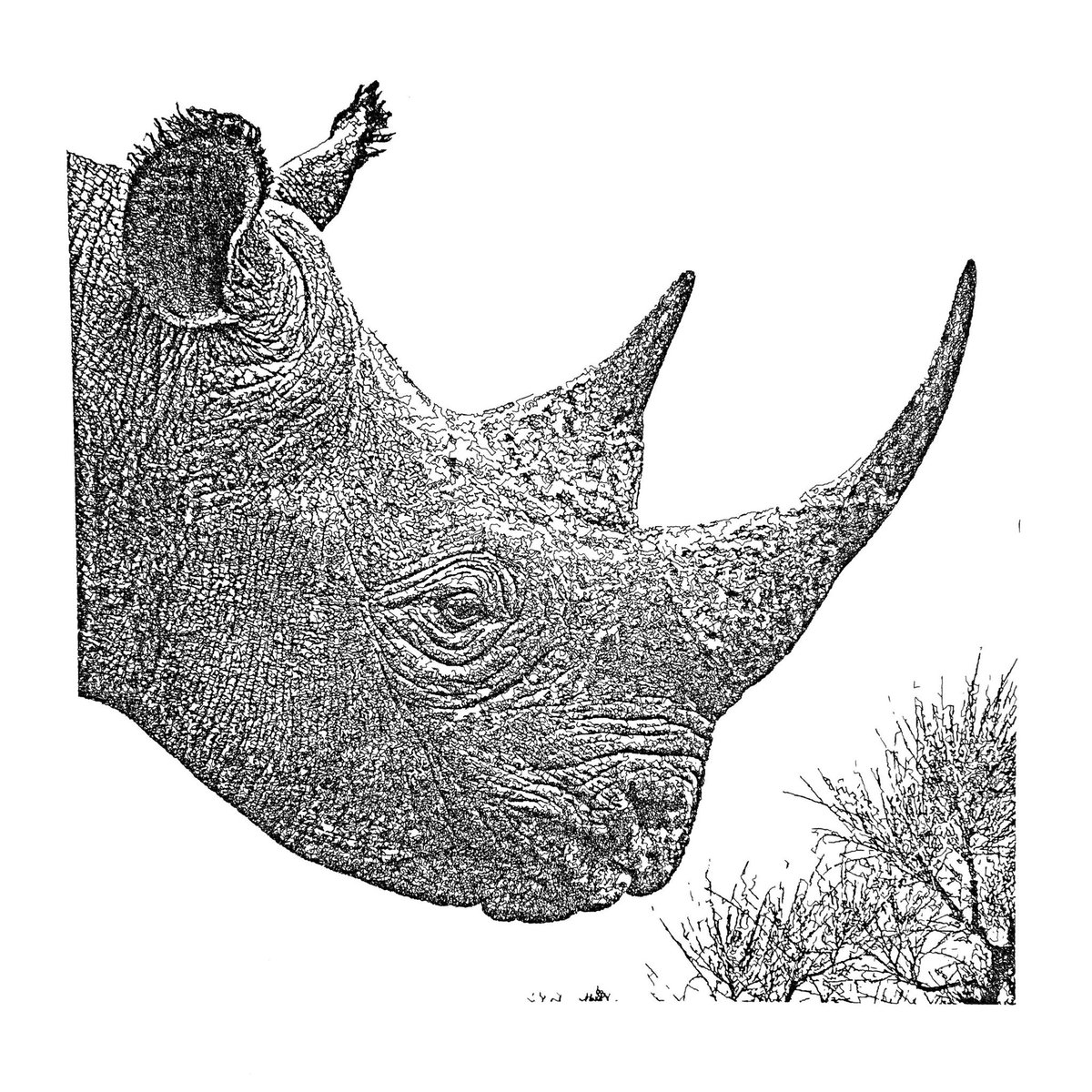 JSProudlock's tweet photo. The rhino. Drawn over 6 hrs. Black ink, 0.5mm nib. #plottertwitter https://t.co/b8wZ9GUpxu