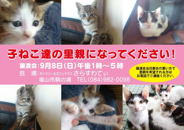 Erumin 本日 9月8日日曜日 広島県福山市の鞆の浦にあるギャラリー カフェ さらすわてぃ にて 午後1時から5時まで 子猫の譲渡会をされてます 9匹の可愛い子猫が里親をを待ってます 里親募集 広島県 福山市 猫