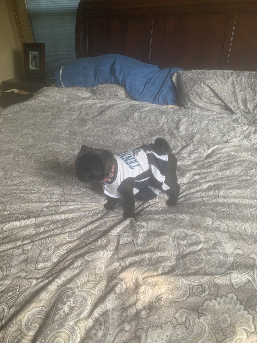 Riley_Mahaffey's tweet photo. #PiperPug ready for tomorrow! @TitansCheers @Titans @jwyattsports @lisahayes4 @NicolasDelama10 @N_Hrico @Bada_08 #TitanUp @NFL_Titans247 https://t.co/KptVK03OQb