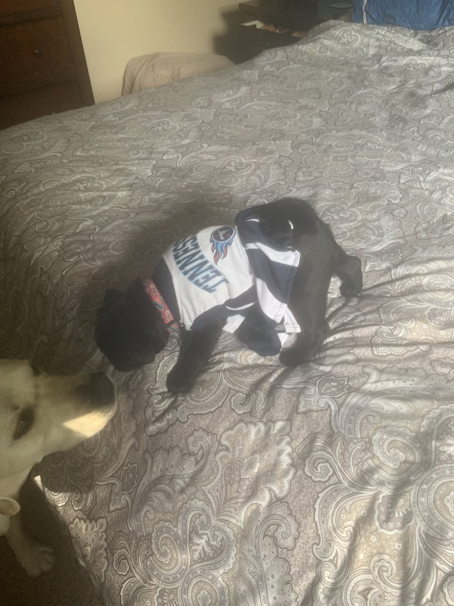 Riley_Mahaffey's tweet photo. #PiperPug ready for tomorrow! @TitansCheers @Titans @jwyattsports @lisahayes4 @NicolasDelama10 @N_Hrico @Bada_08 #TitanUp @NFL_Titans247 https://t.co/KptVK03OQb