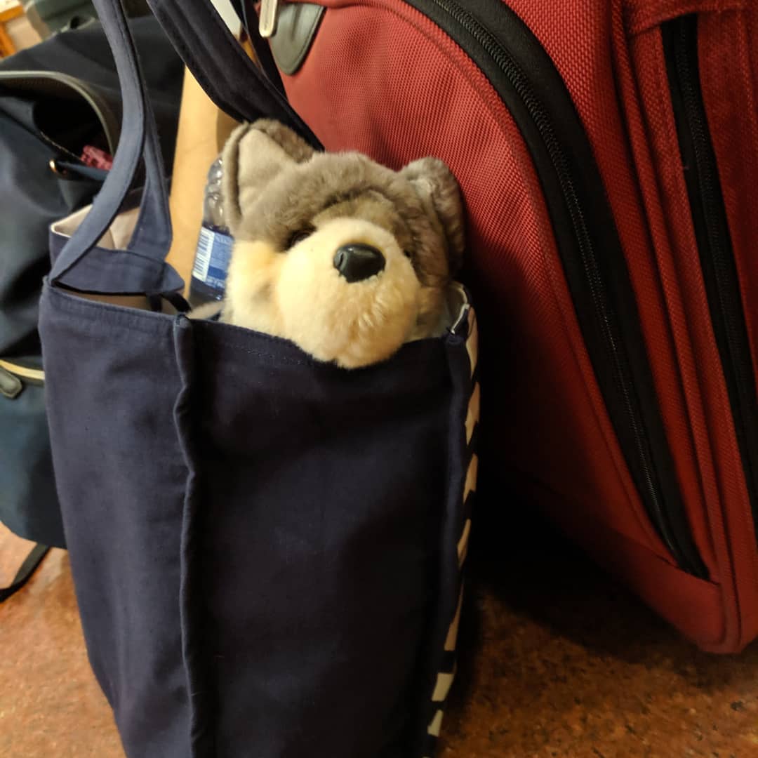SaritKunz's tweet photo. Wolfie is excited to go to Chennai, India to the Educational USA fair! #drexelmaterials #drexelengineering https://t.co/T0zG1CmIes