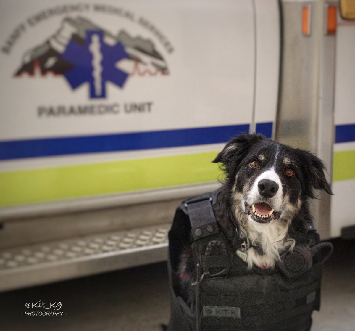 Kit_K9's tweet photo. “PUT ME IN COACH!”
Working dog #Baillie🐾 doesn’t like emergency medical services days as much as fire department or Canada Task Force 2 shifts. It is not in a #BorderCollie’s DNA to wait in the crew quarters.
#Paramedic #Ambulance #K9 #DogsOnShift #DogsOfTwitter #WorkingDog. https://t.co/GJVi32rNNz