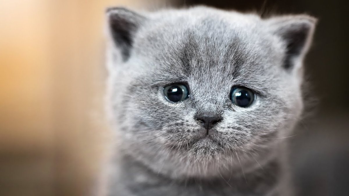 MeowMoeDotCom's tweet photo. #Cats #Crying: (Compilation) Sad #Kittens &amp; #Cats Cry
 
#Cats #Cat #Kittens #Kitten #Kitty #Pets #Pet #Meow #Moe #CuteCats #CuteCat #CuteKittens #CuteKitten #MeowMoe
 
#AnimalsCry #CatCompilation #CATCRYING #CatMeowing #CatVideos
 
https://t.co/fpZzny3cuk
 
. https://t.co/Af3ooXsraM