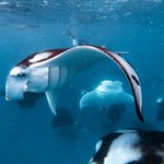 Photo by LiquidSaltDivers (@LiquidSdivers)