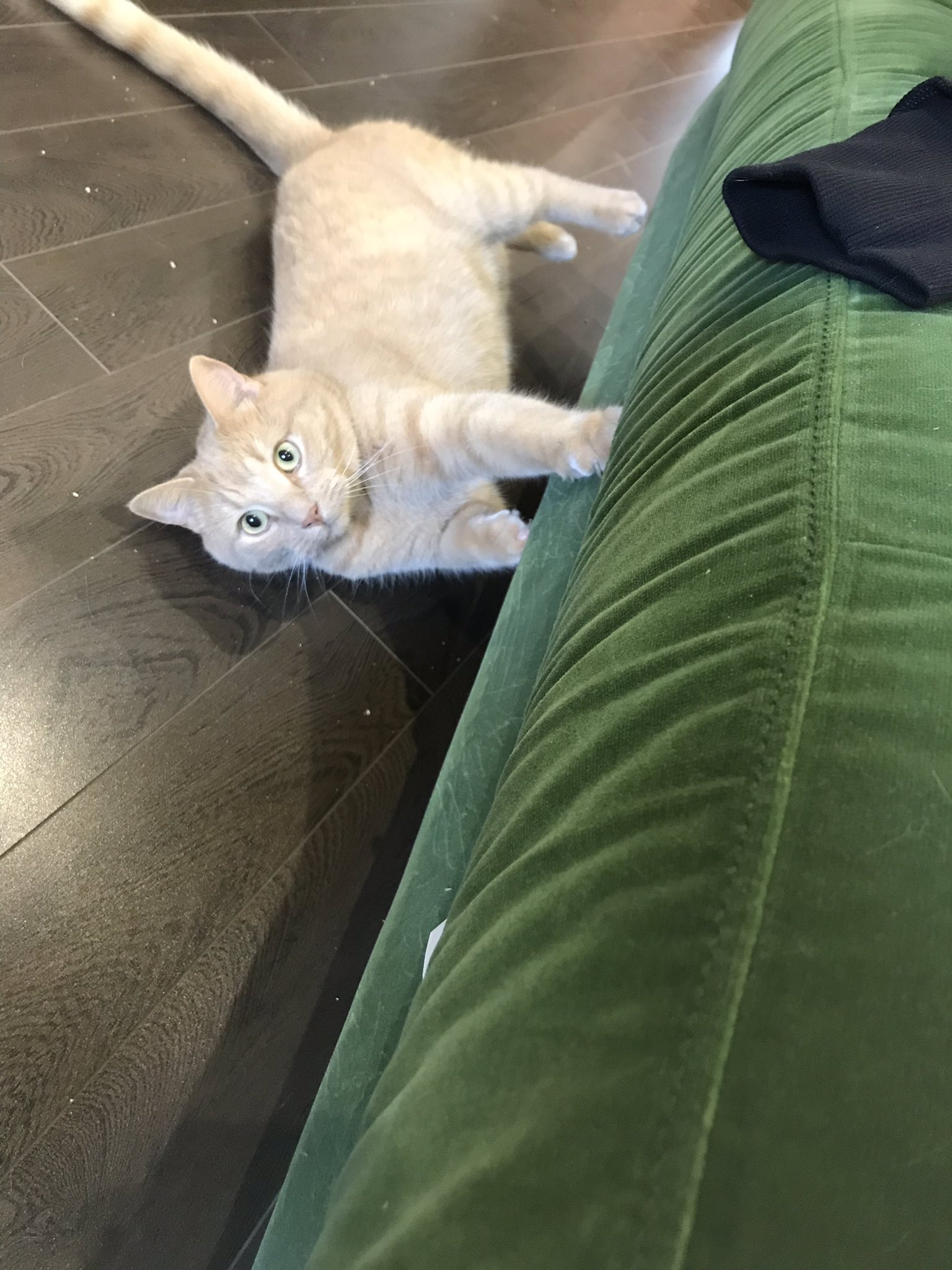 Velvet sofa and clearance cats