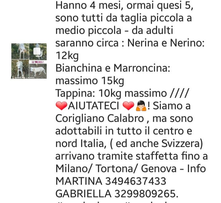 MariaLauraZavag's tweet photo. CD da Instagram 🆘 CUCCIOLI ABBANDONATI CHE CRESCONO IN STRADA,1 È MORTO INVESTITO,SALVIAMO LORO💔😭🙏🆘STALLI E ADOZIONI URGENTI🆘 https://t.co/55SY7sq8Rw