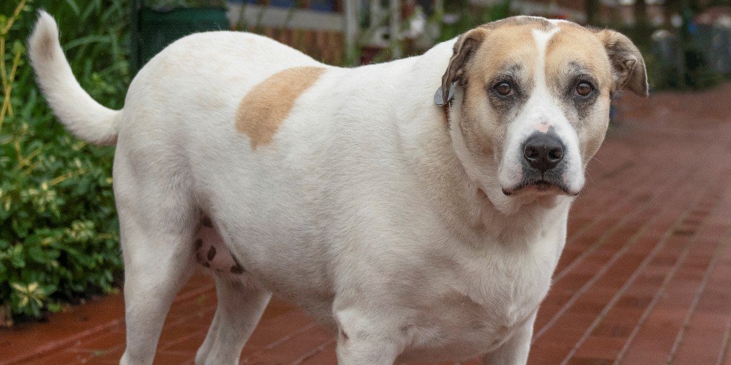 AnimalLeague's tweet image. Gia (T84139) is an Anatolian Shepherd rescued from Tennessee. Gia is looking for experienced pet owners to help her get comfortable in her new home and would do best with living in a home with all adults. Come meet Gia this weekend! #Adopt #DogsOfTwitter