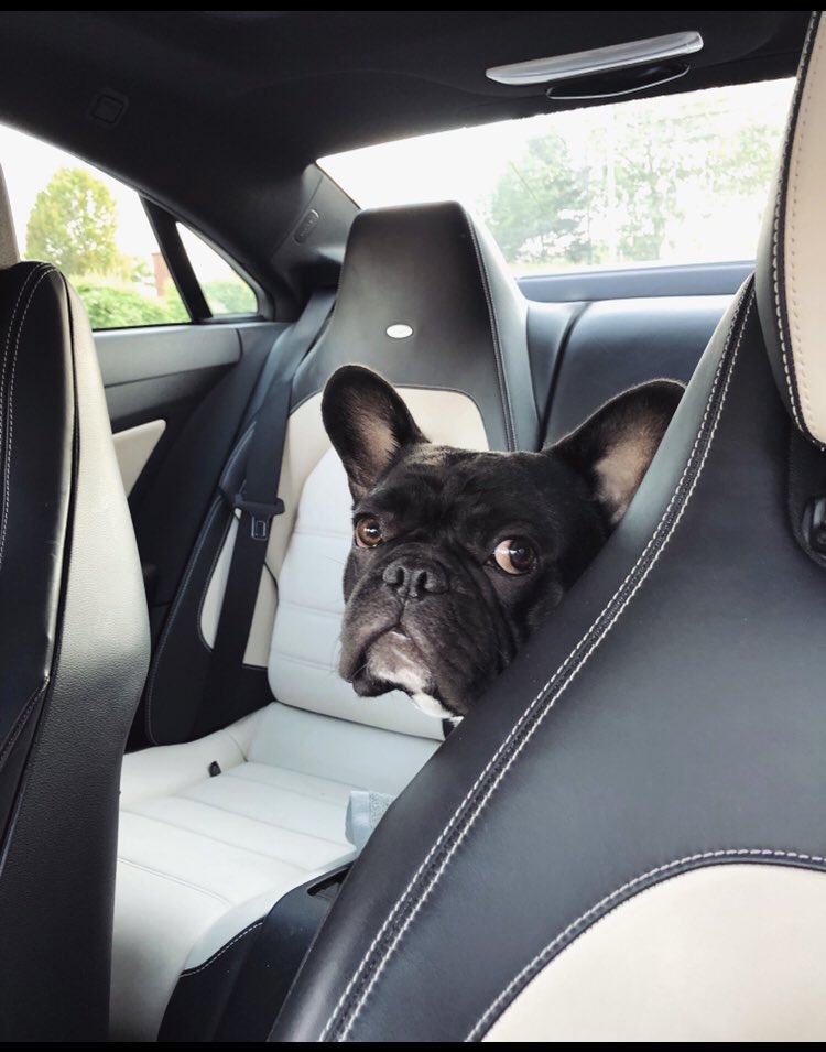 danieltkurtis's tweet image. My 🖤 Step-Dog. 

#weekenddad #frenchie #frenchiesofinstagram #frenchbulldog #frenchbully #frogdog #batdog #dog #dogs
