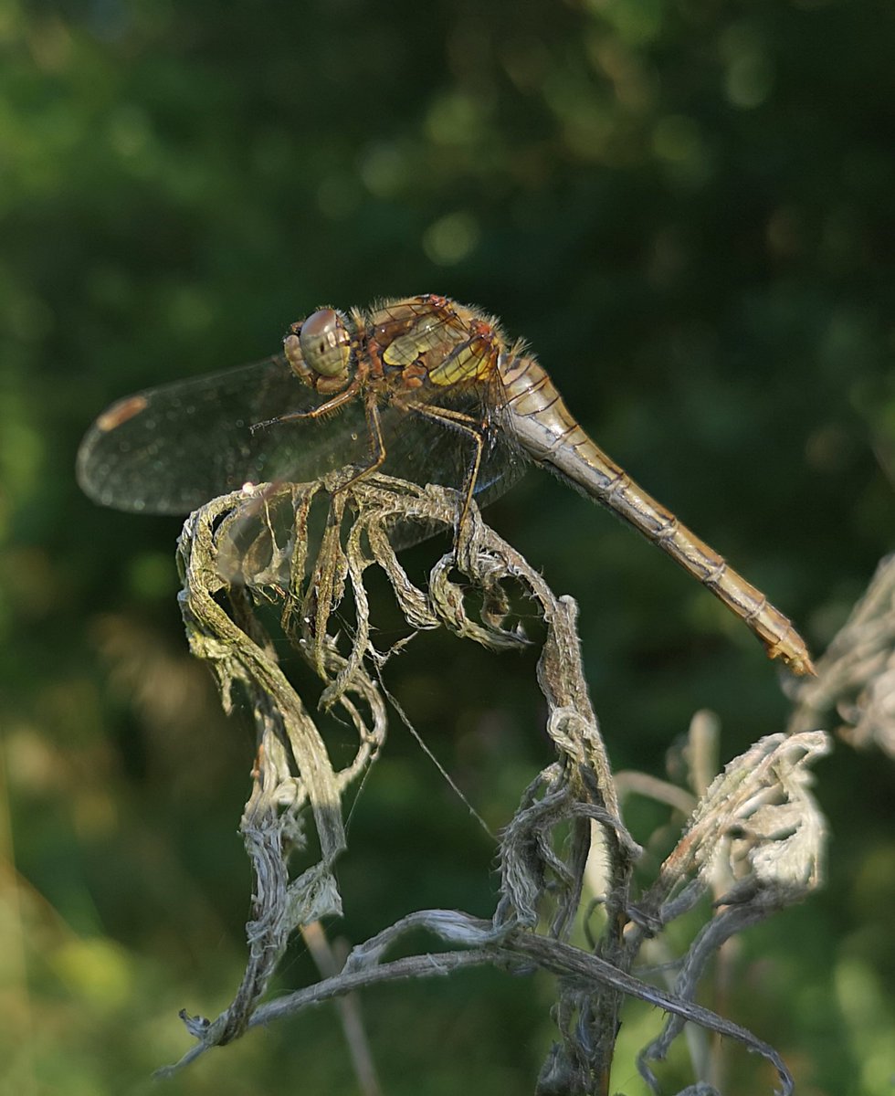 GillMollard's tweet photo. Spotted so many dragonflies and butterflies this year down on our beloved #Mandalemeadow and managed to snap a few of them. Our Greenbelt is too precious to allow it to be developed without a fight @Butterfly_bros @GreenstuffMbro https://t.co/Mx8LcN7X23