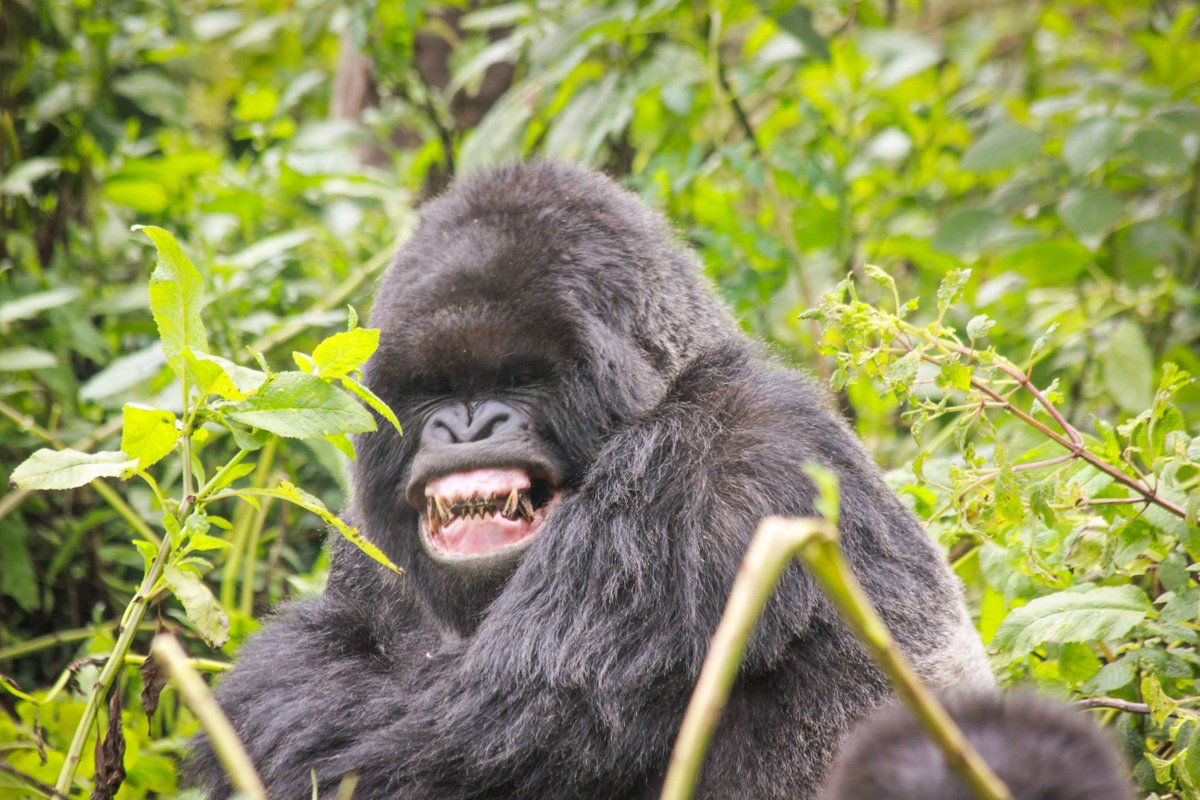 It's the weekend! 😬 

📸: Veronica Vecellio

 #gorilla #babygorilla #rwanda #savingspecies #wildlifeconservation #dianfossey #endangeredspecies #mountaingorilla #conservation