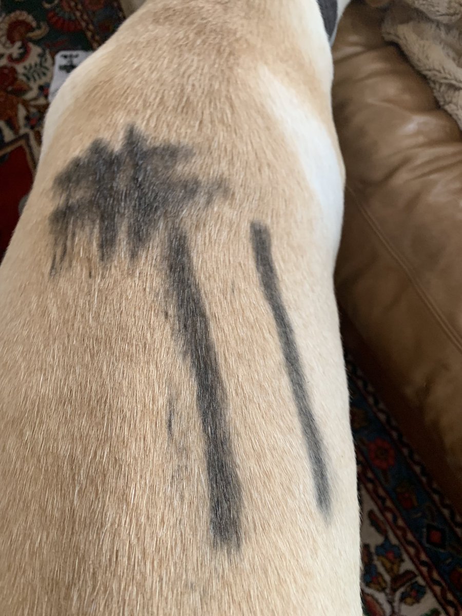 daveyj13's tweet photo. @sehlinger3 my daughter wanted Sam to see that they got our dog Murphy painted up for the game. Hook ‘em! https://t.co/MYKprcQaHP