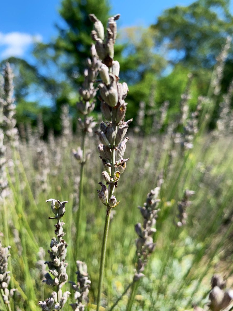 MorganEmHines's tweet image. Saturday at Lavender Pond Farm in Killingworth, CT #ExploreCT