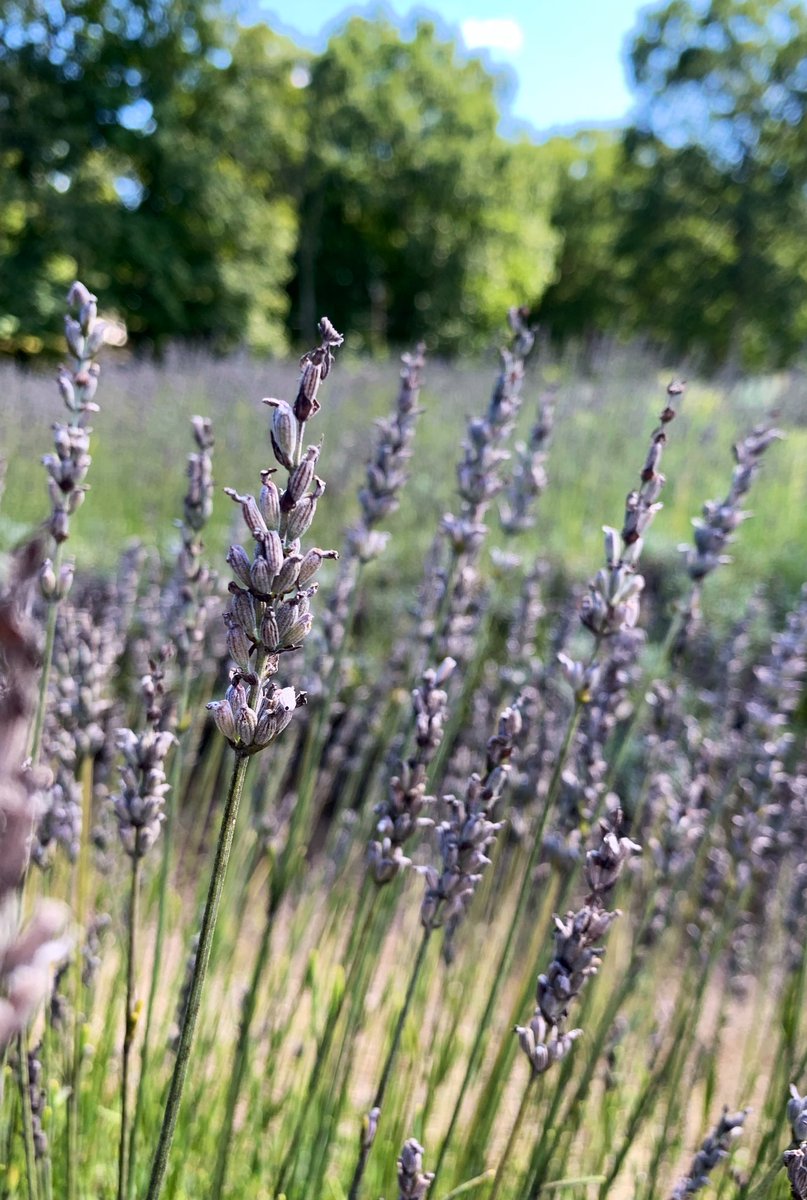MorganEmHines's tweet image. Saturday at Lavender Pond Farm in Killingworth, CT #ExploreCT