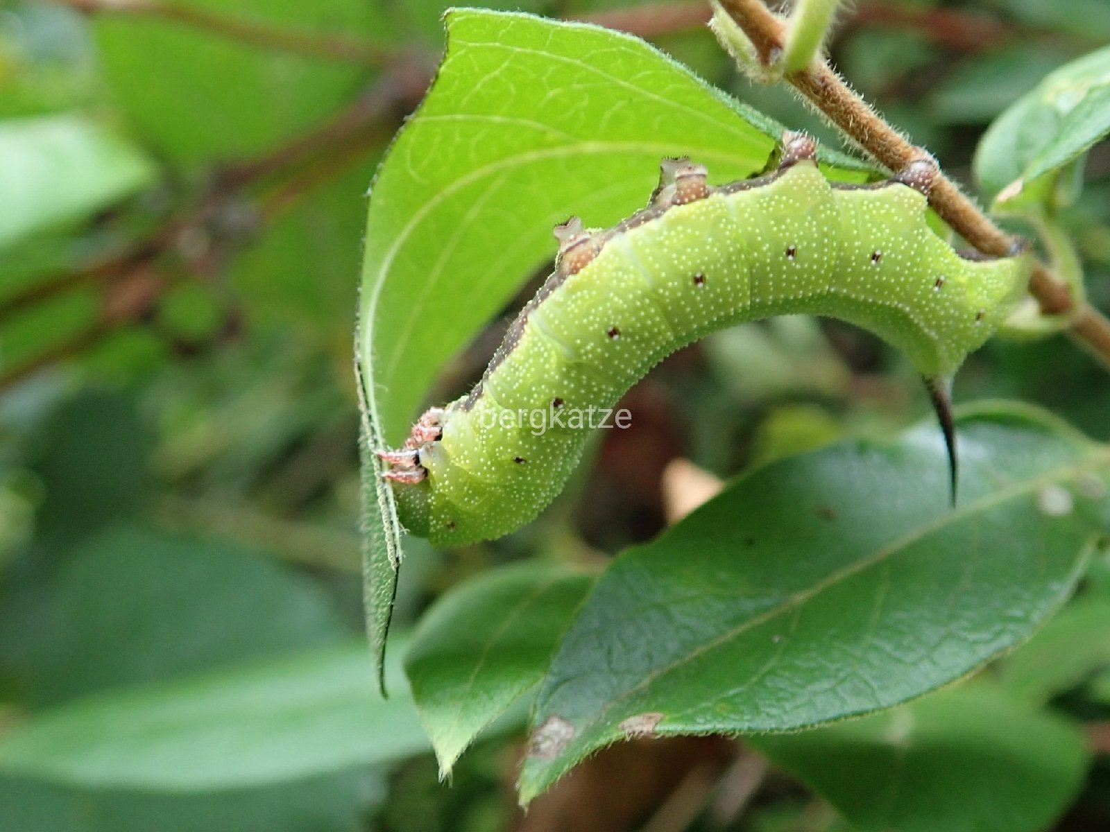 Bergkatze べるくかっつぇ クロスキバホウジャク Hemaris Affinis Bremer 1861 スイカズラで見付かるクロスキバホウジャクの幼虫 綺麗な色で好きなイモムシだ 鱗翅 スズメガ科 クロスキバホウジャク 幼虫 T Co O3ze4lfhh0 Twitter