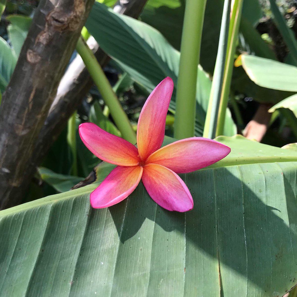 ShowMeUrPlants's tweet photo. Addicted to tropicals wbu https://t.co/F66nC5SPfb