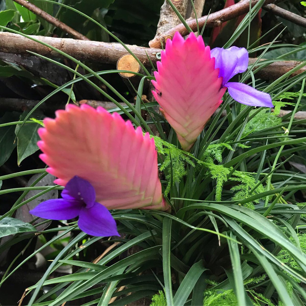 ShowMeUrPlants's tweet photo. Addicted to tropicals wbu https://t.co/F66nC5SPfb