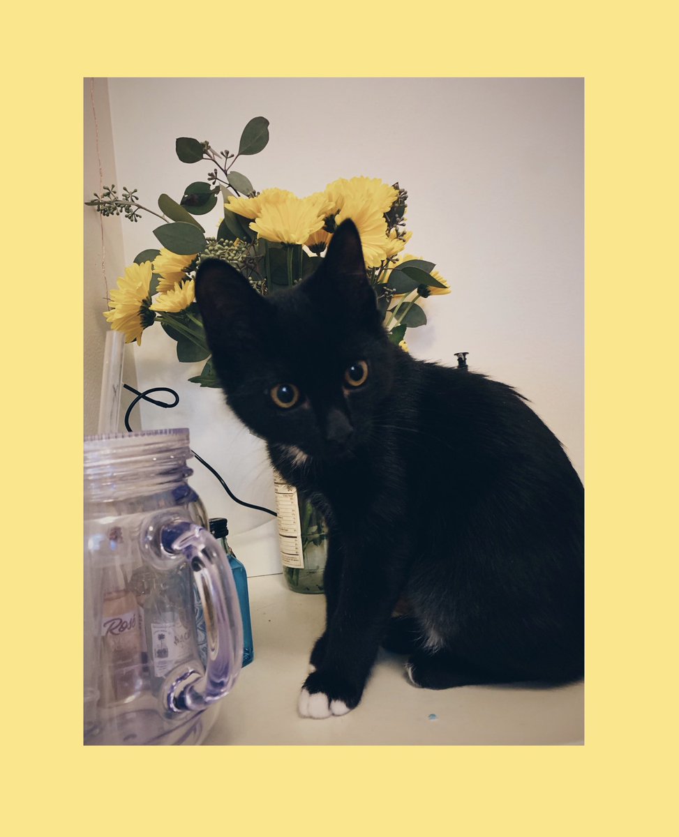 amandatorrilloo's tweet photo. This is Meatball. He weighs less than your average meatball. Show him love. https://t.co/WFDZrNFc8s