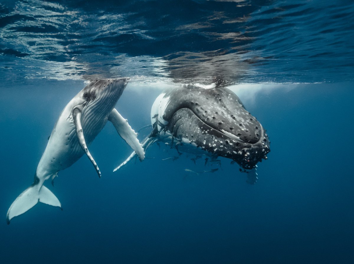 Fisheries And Oceans On Twitter Themoreyouknow Have You Ever