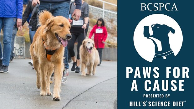 Come visit us for #pawsforacause at Lafarge Lake in Coquitlam!
We will be there:

SUNDAY, SEPT 8
10:30-12:30

 #badguysdoinggood #badguysdoingwalkies