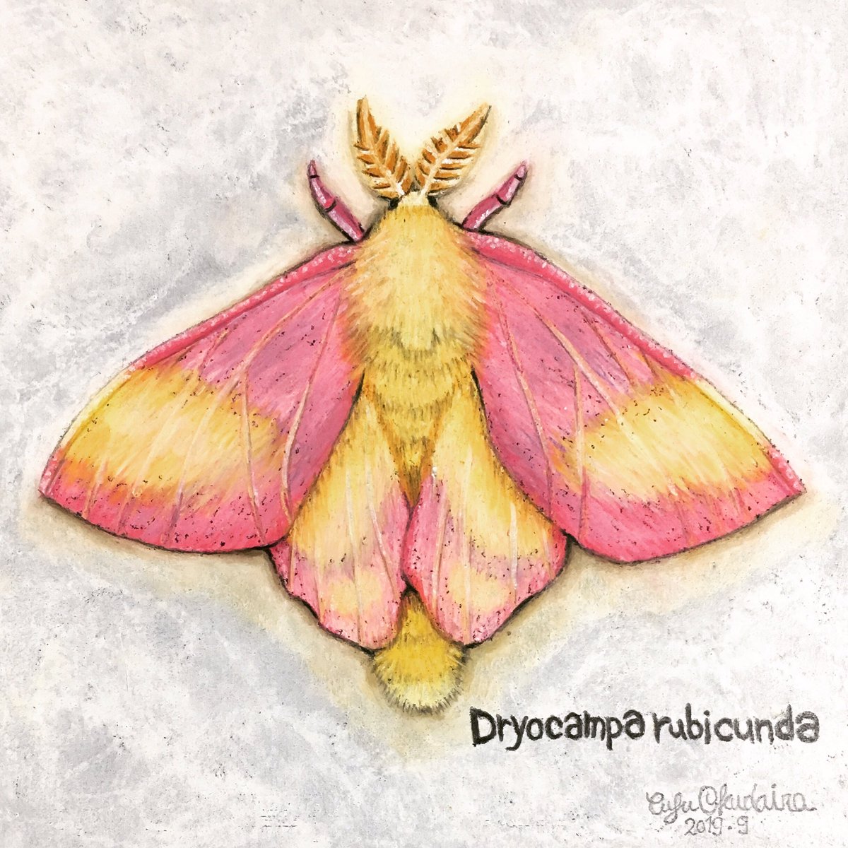 ロージーメイプルモス