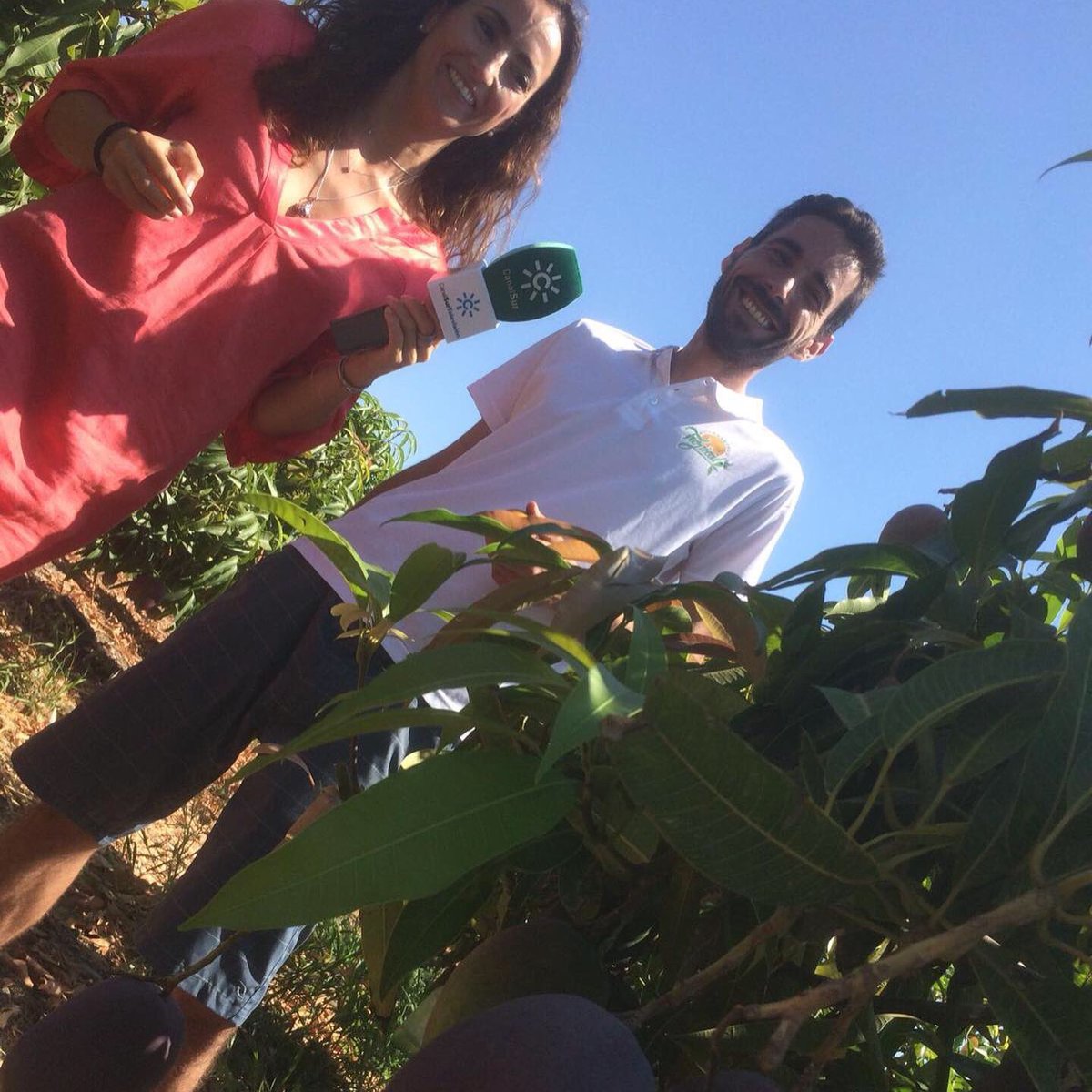 huertatropical's tweet photo. Esta semana recibimos la visita especial de @canalsur para su programa 📺 @adirecto con motivo del inicio de la temporada de #mangos 🥭

👏 Muchas gracias a su equipo por dejarse atrapar por los sabores más exóticos de la #CostaTropical 🌴

⚠️ Atentos al dulce resultado pronto 🎥 https://t.co/HsbOvy1Vba