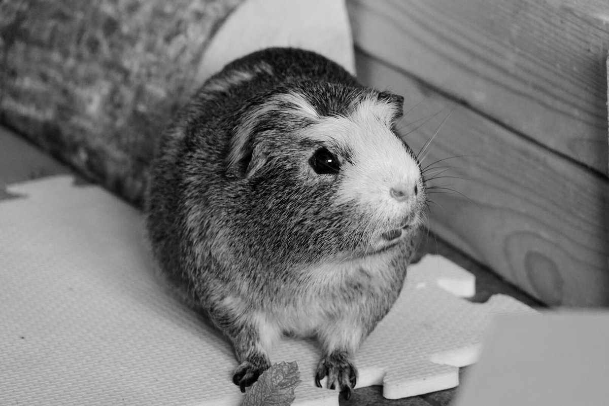 badgerbumble's tweet photo. Official statement: βI have no intention of running for the post of Prime Minister of the United Kingdom. I also strongly deny any suggestion of a #slightlyindecentpantaloonβ #bumbleforpm #statesmanlybrows #breakfastnotbrexit #bumblegravitas https://t.co/EGMSWwcDnQ