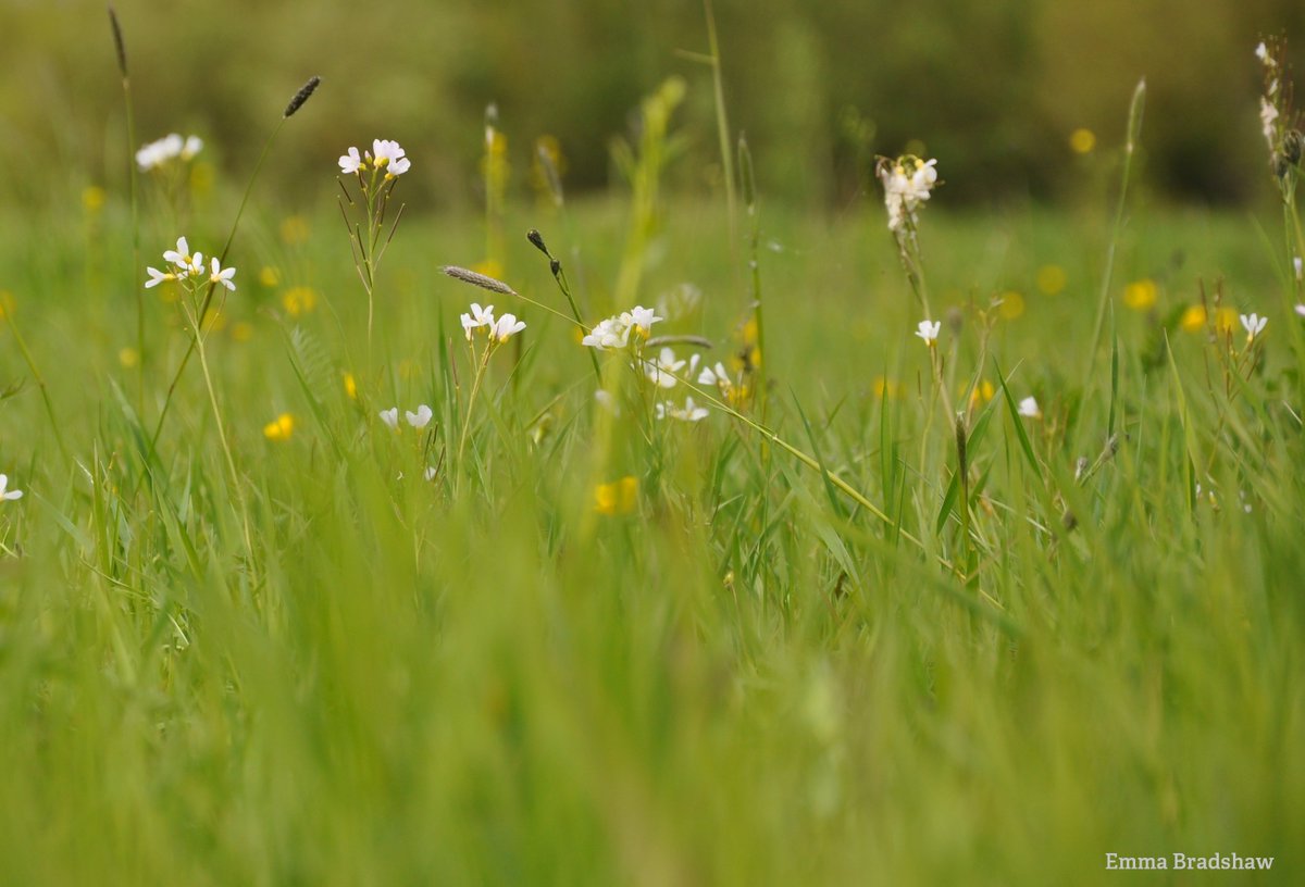 More than half of the total surface area of the UK's front gardens is hard surfacing but we can help green the grey 🌱🌳🍃🌿