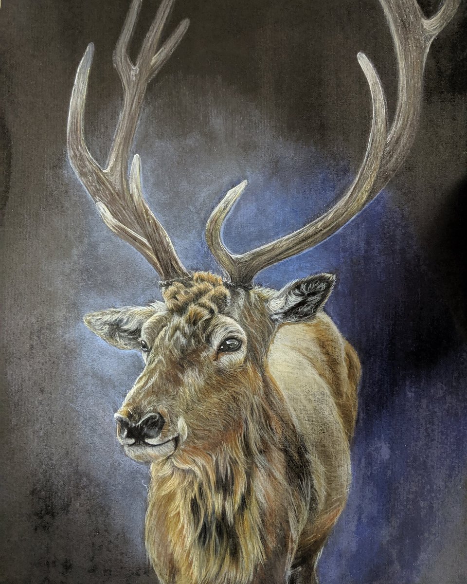 ArtistJeffery's tweet photo. And he's done...
#animalartistry #artcollective #instaart #animalart #wildlifeart #wildlife #art #artist #colourpencils #colorpencils #stag #stagpictures #gift #leeonthesolent #fabercastell #polychromos https://t.co/dJBIppMzIg