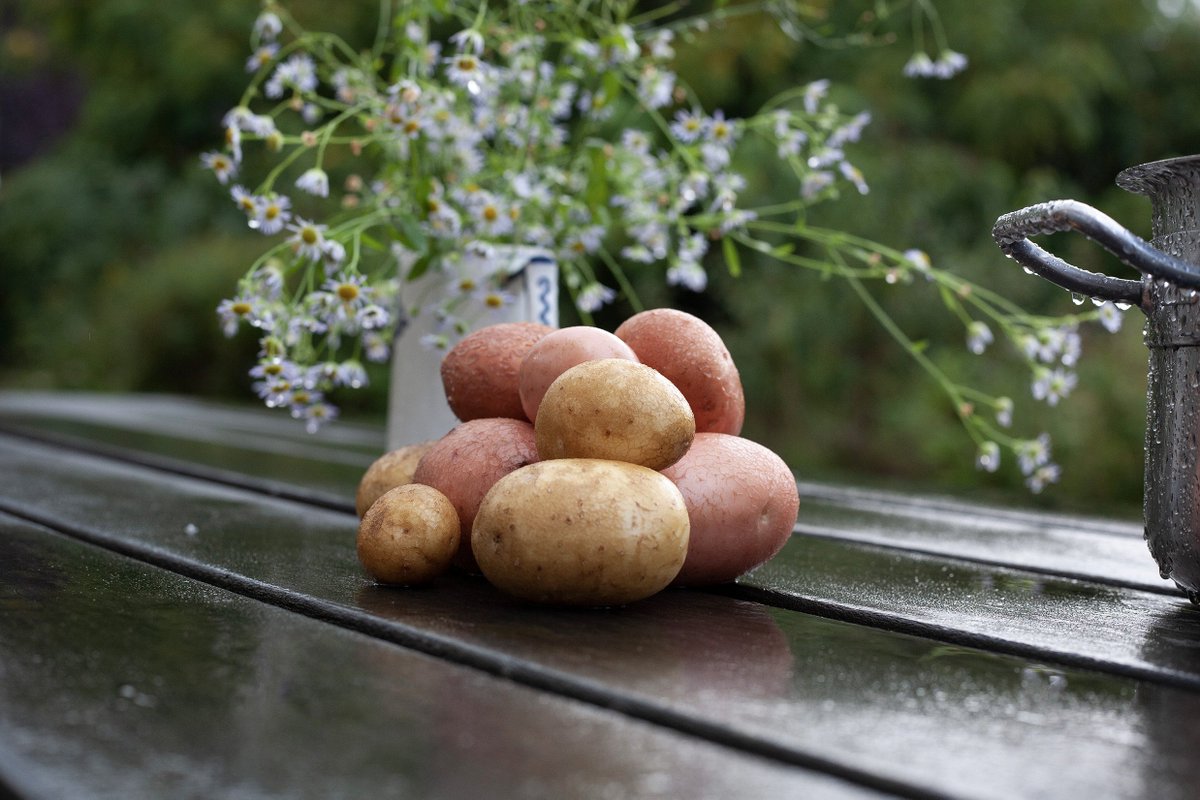 Oogstdag in <a href="/speeldekameleon/">Speeltuin De Kameleon</a> in #hoograven! Vandaag hebben we aardappels gerooid en appels geplukt. En de volgende doedag - 5 oktober mensen - doen we weer wat anders.