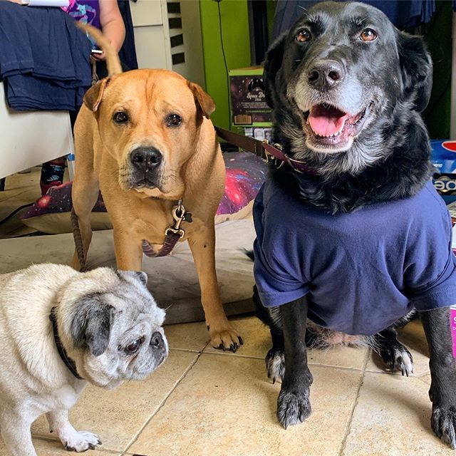 swordsquatch's tweet image. Squatchdogs are here! They demand scritches and want to make sure you are having a good time.
#swordsquatch #swordsquatch2019 #hema #swords #seattle #FightPlayLearn ift.tt/2ZENIVw