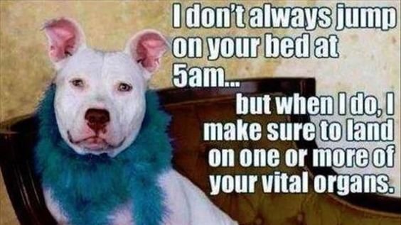 pitbullsad's tweet image. 