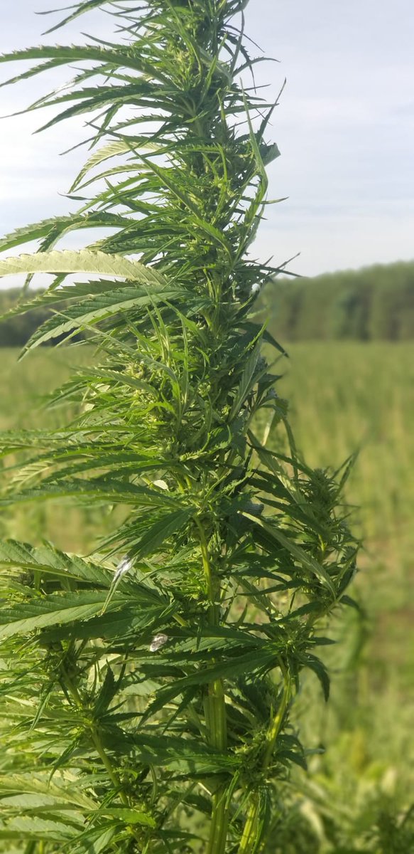 peace2304's tweet photo. @drowbb Thanks.  Cannabinoids from Hemp.  Local farmers, Local folks working hard, providing the best value in Cannabinoids from great value Hemp-derived CBD https://t.co/5azbDnORmm