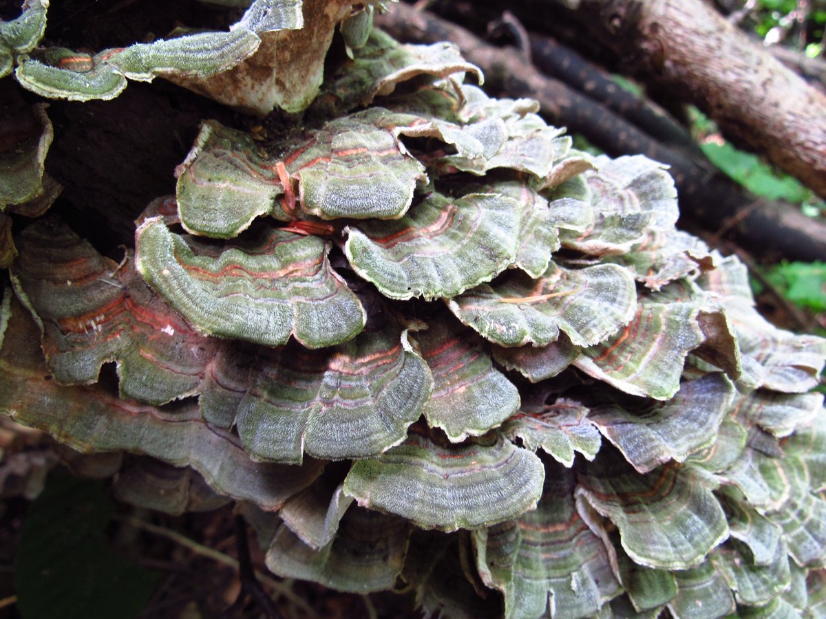 bigTpitty's tweet photo. I got dragged out to Bruce's Mill Conservation area today. It was pretty nice. I just wish I could visit places like this and go at my own pace, ya know? Ah well. #BrucesMill #conservationarea #daytrip #park #forest #woods #mushrooms #wildflowers #tigermoth #photography #nature https://t.co/V987MdLeBc